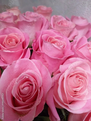 pink roses background
