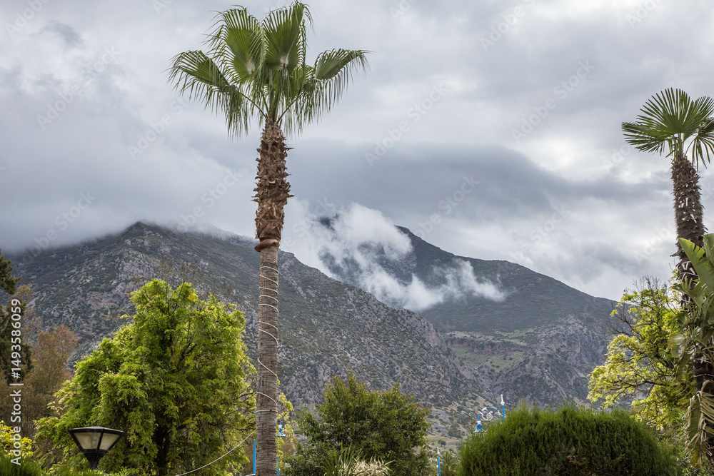 Obraz premium Palmy na tle szczytów spowitych w białych chmurach