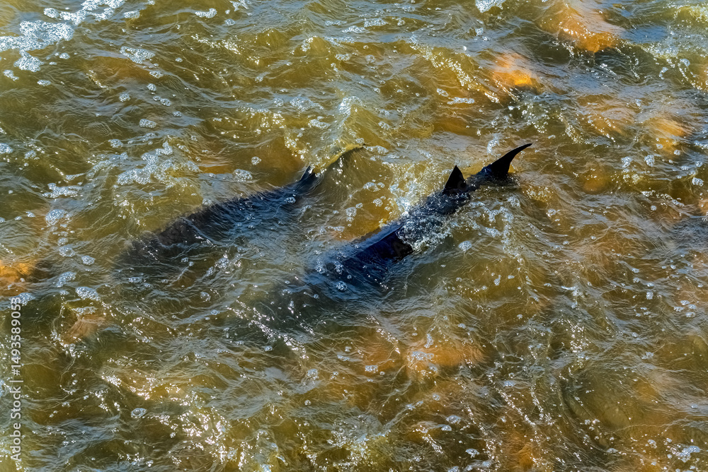 Obraz premium Nature; sturgeon; lake sturgeon; fish; animal; wild; wildlife; spawning; water; river; rapids; dam; outdoors; environment; beauty; travel; tourism; De Pere; Wisconsin