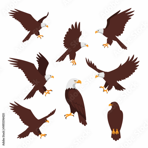 Bald eagle collection avian wildlife raptor bird
