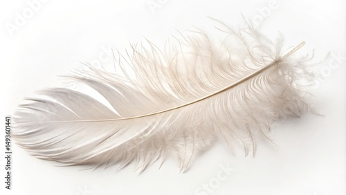 Delicate White Feather on W...