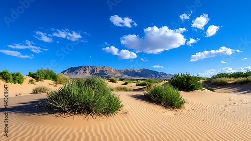 Fototapeta Naklejka Na Ścianę i Meble -  there is a small bush in the middle of the sand dunes