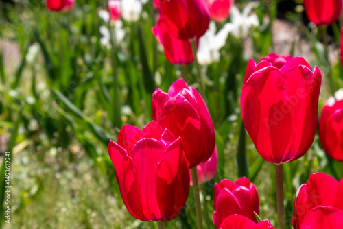 Red tulips close up with room for text 