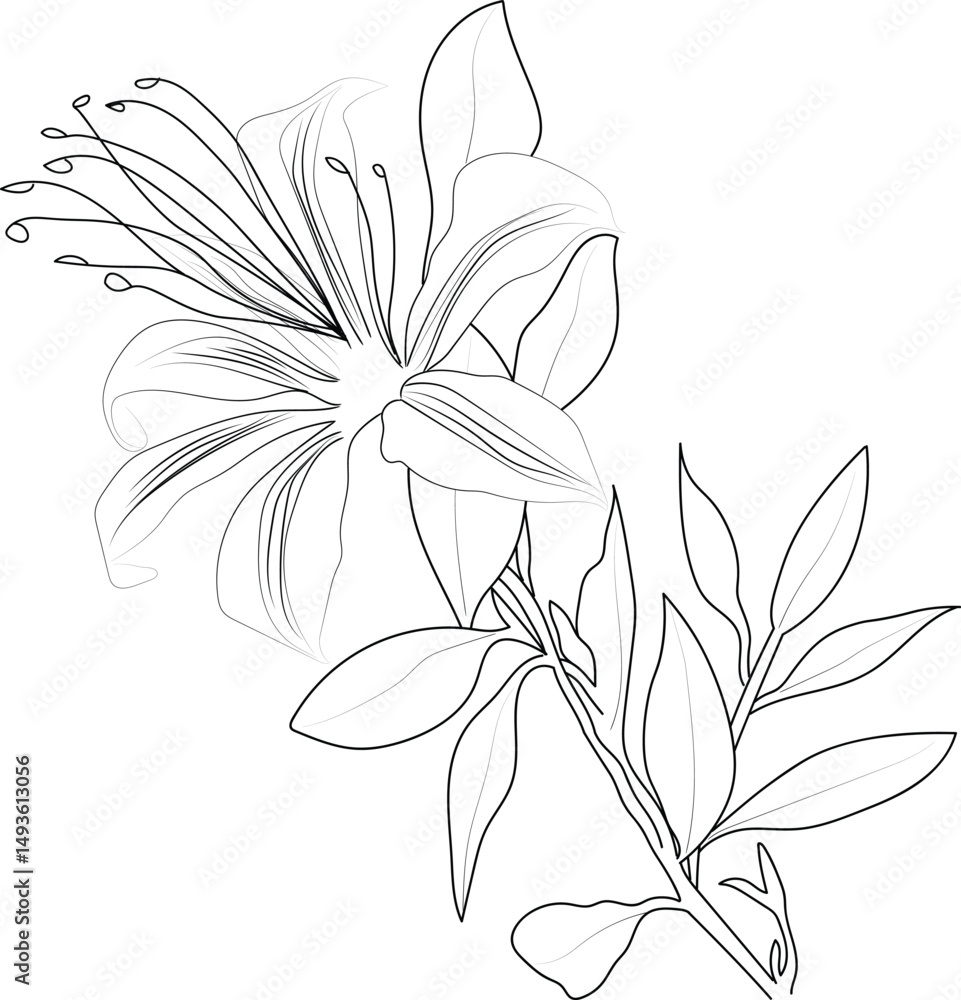 Obraz premium Vector floral background honeysuckle flowers, detailed flower coloring pages printable, honeysuckle flower line art, creative flower drawings, honeysuckle flower doodle tattoo for arms