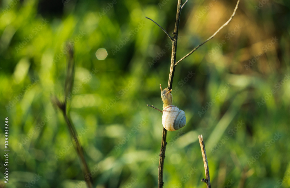 white snail in the grass white snail in the grass