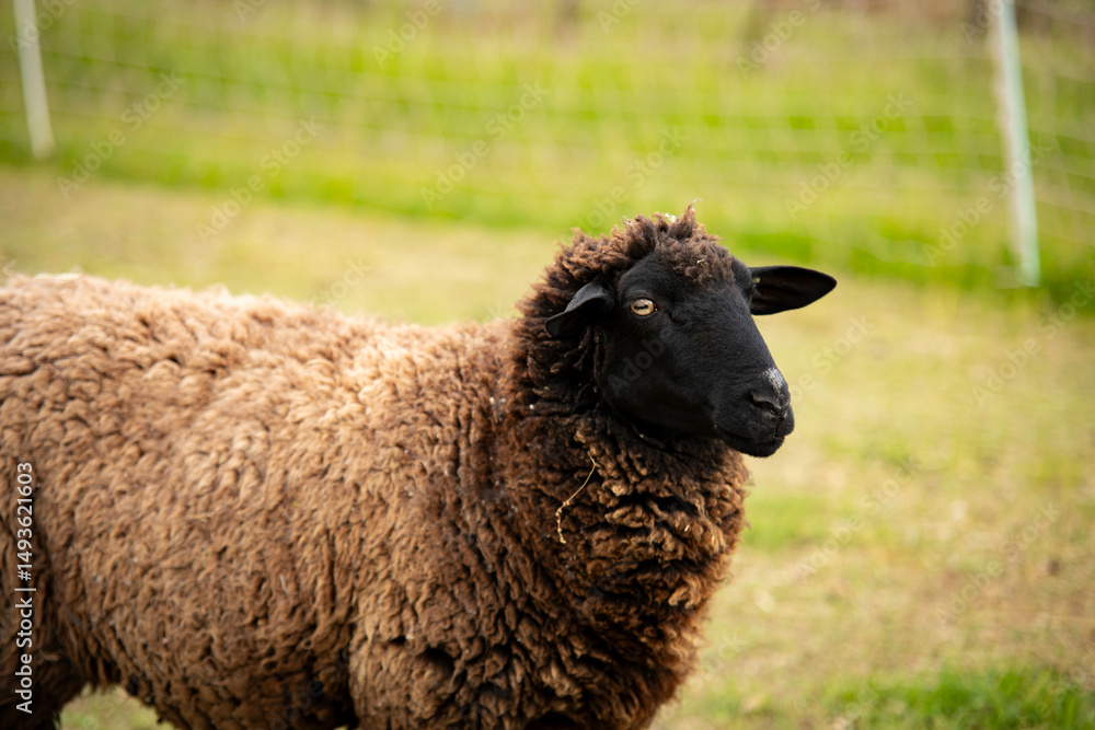 black and brown sheep standing in a green pasture in the countryside black and brown sheep standing in a green pasture in the countryside