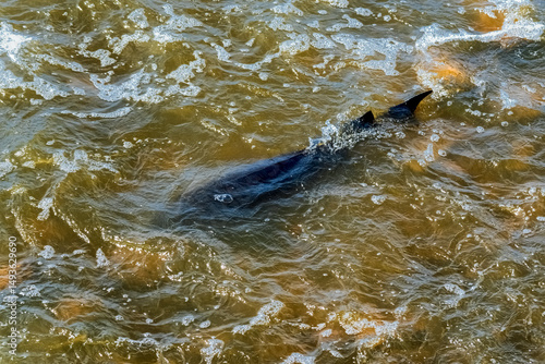 Lake Sturgeon Spawning At The Fox River Dam And Rapids At De Pere, Wisconsin, In Spring