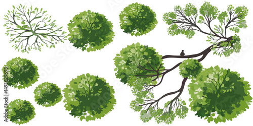 Aerial View of Lush Green Trees and Branches