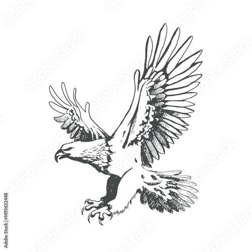 A large wild bird eagle flies with outstretched wings. Vintage engraving isolated eagle illustration ink sketch. Graphic outline illustration. Black and white hand drawn vector image
