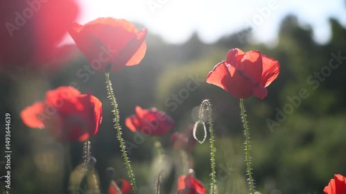 Red poppies at sunset. Meadow covered with red poppies at sunset. Close-up detail of a poppy flower