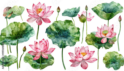 Fototapeta Naklejka Na Ścianę i Meble -  a delicate watercolor painting showcases a collection of pink lotus flowers and lush green leaves against a clean white background.