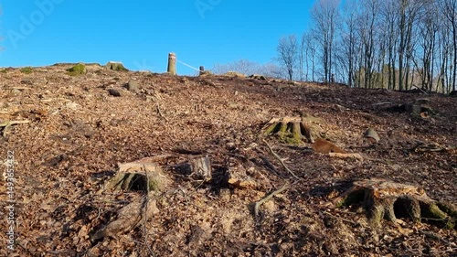 Deforestation due to new road construction, cutting down trees, stumps left in the ground
