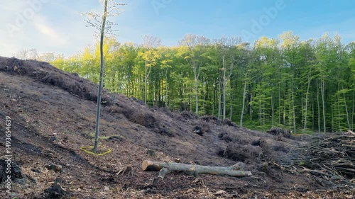 Deforestation due to new road construction, cutting down trees, stumps left in the ground