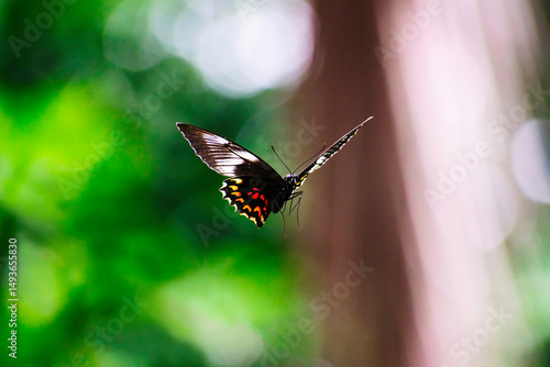Common mormon butterfly