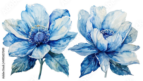 Fototapeta Naklejka Na Ścianę i Meble -  a delicate watercolor painting showcases two vibrant blue peony blossoms with lush petals and detailed centers against a clean white background.