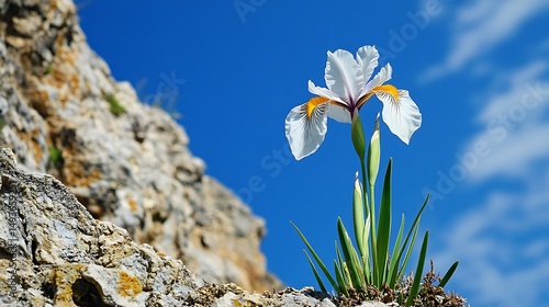 spring flowers in the mountains