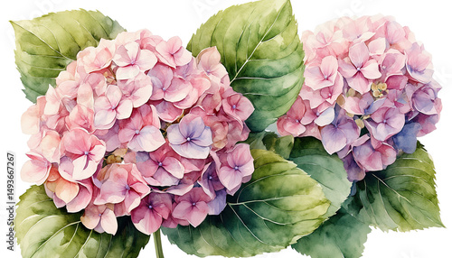 Fototapeta Naklejka Na Ścianę i Meble -  a delicate watercolor painting showcases three lush pink and purple hydrangea blooms surrounded by vibrant green leaves.