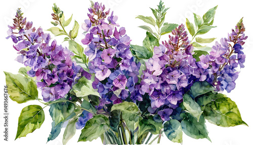 Fototapeta Naklejka Na Ścianę i Meble -  a watercolor painting of vibrant purple lilac blooms with lush green foliage beautifully arranged against a white background.