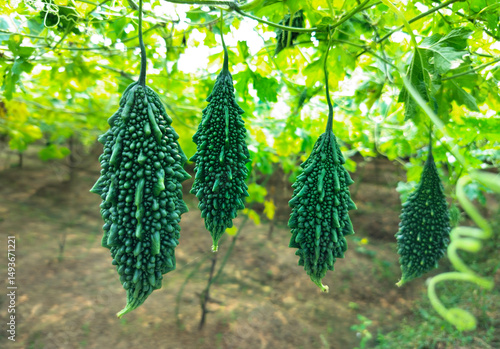 Fresh Bitter Gourds Hanging on Vines in a Sunlit Organic Garden Ready for Harvest