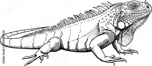 iguana line art silhouette vector illustration
