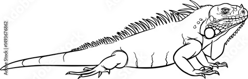 iguana line art silhouette vector illustration
