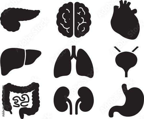 Vector icons of human organs: pancreas, brain, heart, liver, lungs, Bladder, intestines, kidneys, and stomach.