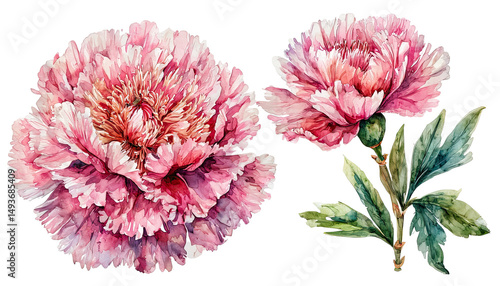 Fototapeta Naklejka Na Ścianę i Meble -  a delicate watercolor painting depicts two vibrant pink carnations in full bloom alongside their lush green foliage.