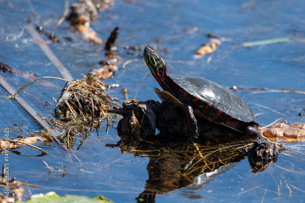 Fototapeta premium Midland painted turtle basking in the sun while resting on a log in vegitation filled water