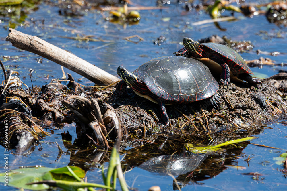 Obraz premium A pair of Midland painted turtles basking in the sun on log in a vegitaion filled lake
