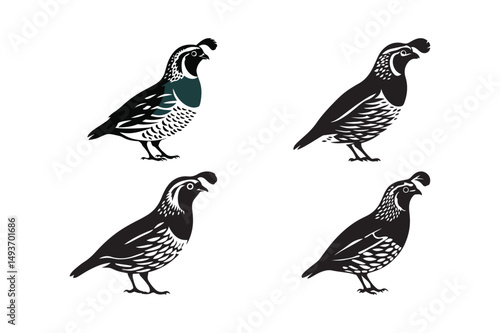 Quail Bird Silhouette Vector Collection