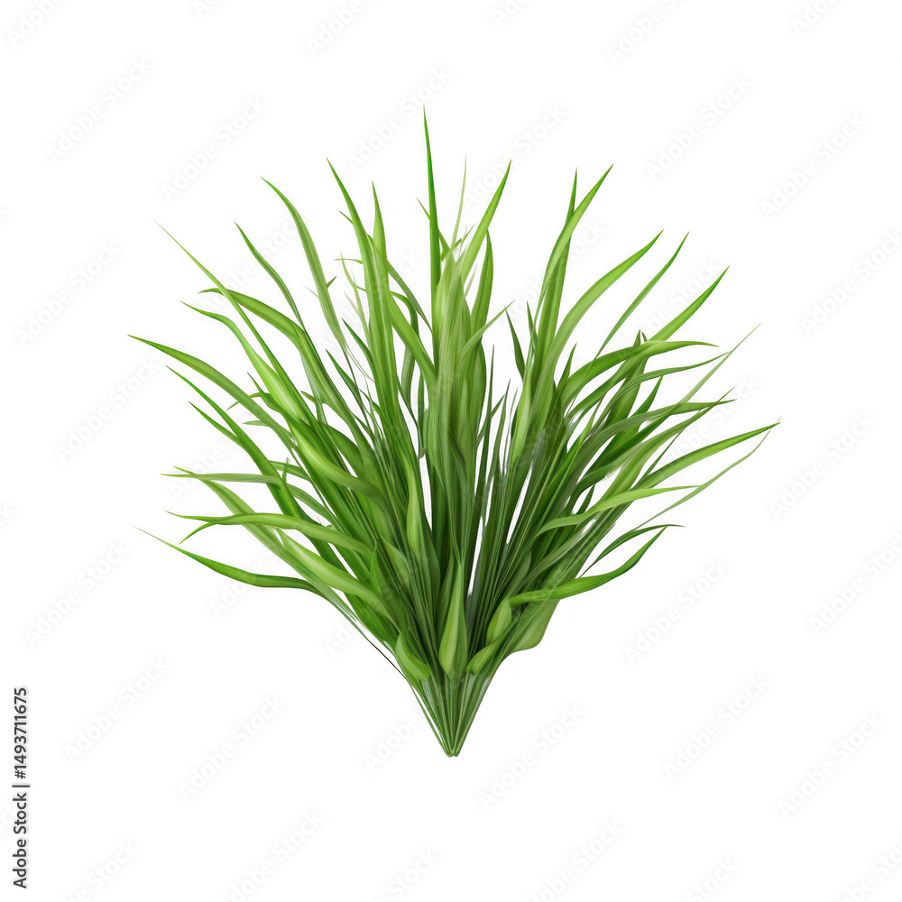 Fototapeta premium Clump of green grass against black backdrop