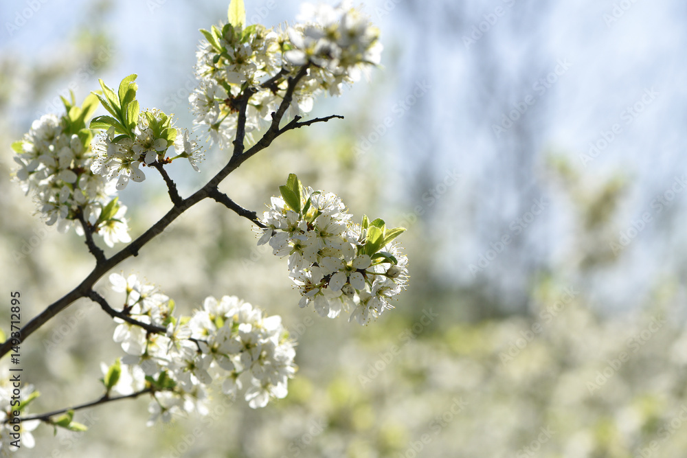 Twig of flowering blackthorn, Prunus spinosa, in spring. white flowers, natural floral background. delicate spring flowers, close-up. spring natural background, flowering tree Twig of flowering blackthorn, Prunus spinosa, in spring. white flowers, natural floral background. delicate spring flowers, close-up. spring natural background, flowering tree
