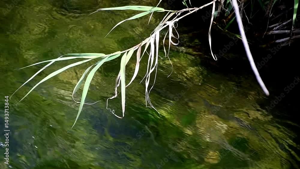 agua corriente en el rio con cañas verdes