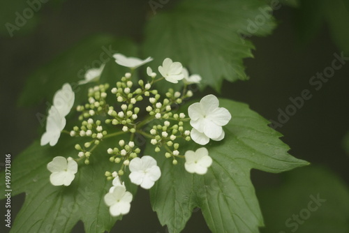green leaf with dew