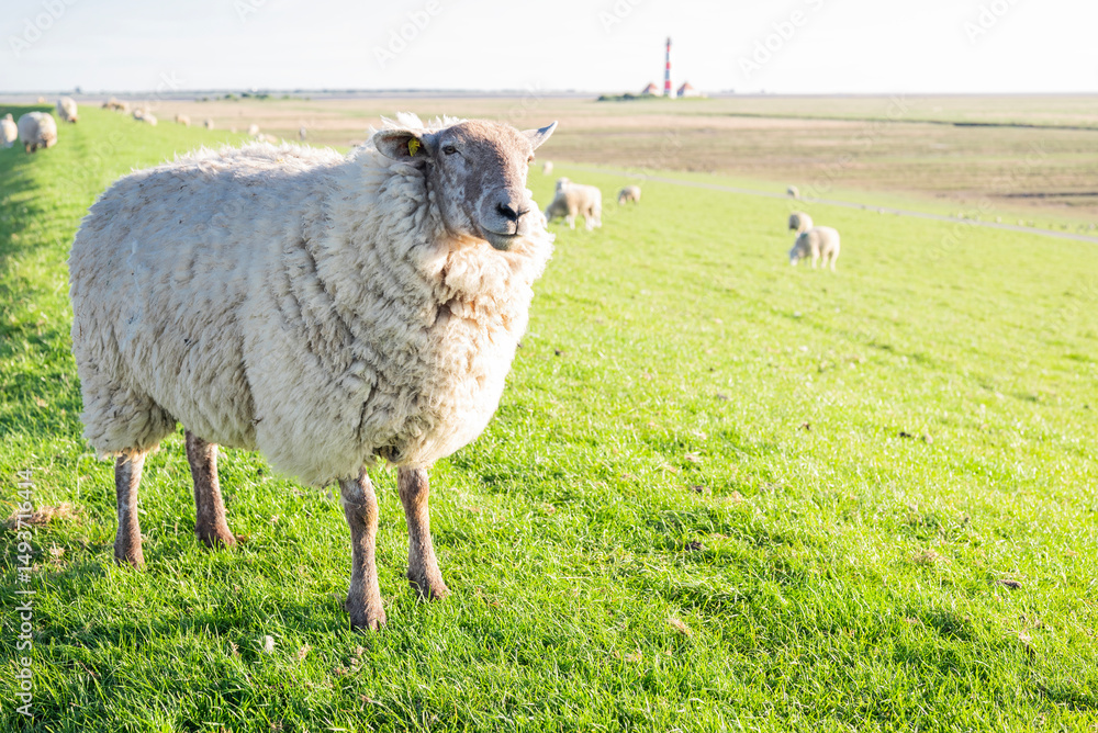 Fototapeta premium Cute sheep grazing peacefully in a green field in Westerhever Germany idyllic rural scene near the coast with natural beauty and calm atmosphere