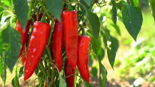 Vibrant Red Peppers Hanging Freshly From Healthy Green Plant