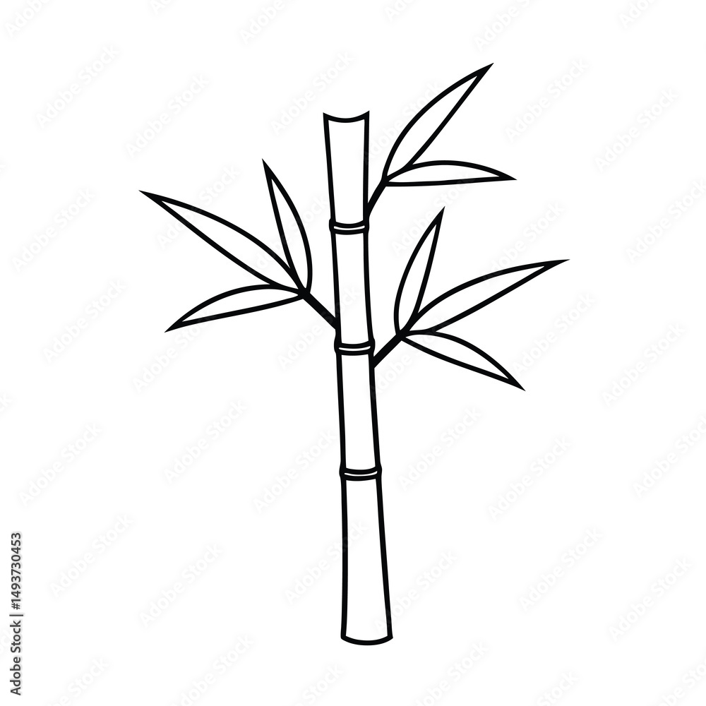 Obraz premium bamboo isolated on white background