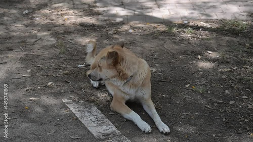 abonded cute red dog lies on the ground
