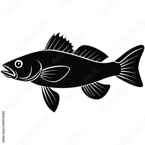 vector illustration of a Barramundi  fish