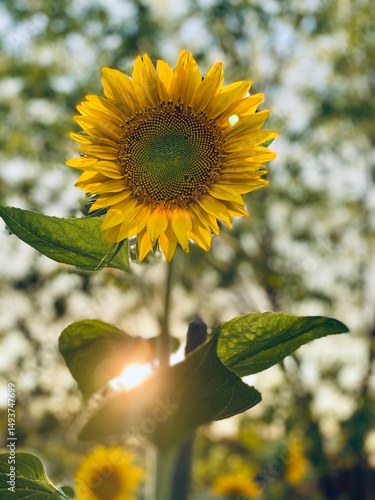 Radiant Sunflower Illuminated by Golden Sunlight