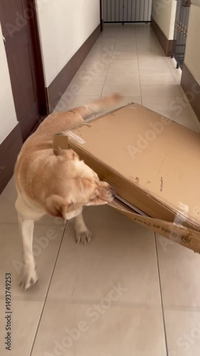 Funny labrador dog pulls a cardboard box along a bright hallway. Smart pet helping with chores, concept of moving, delivery or teamwork.