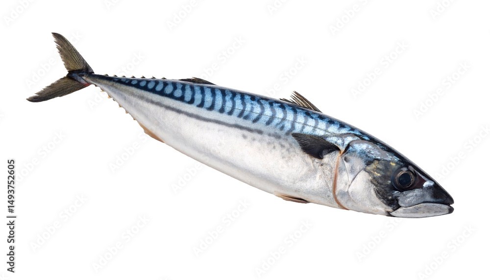 Mackerel Mackerel