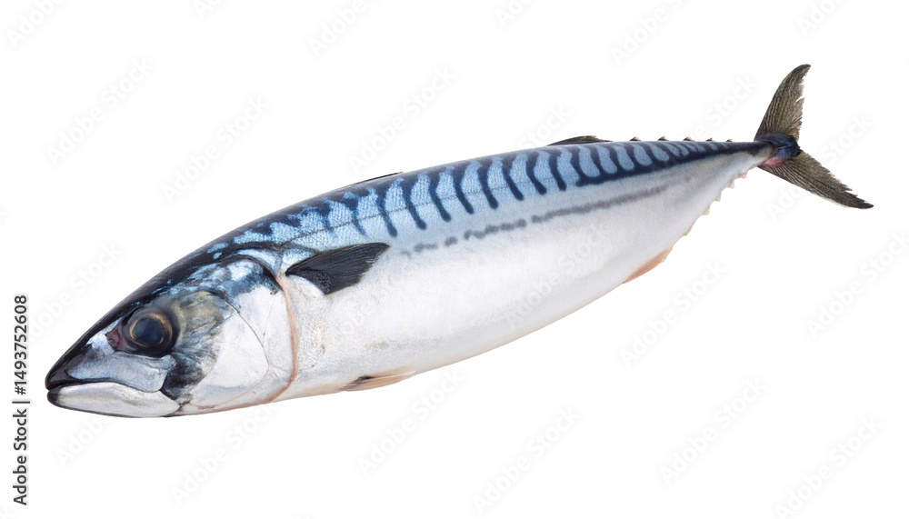 Mackerel Mackerel