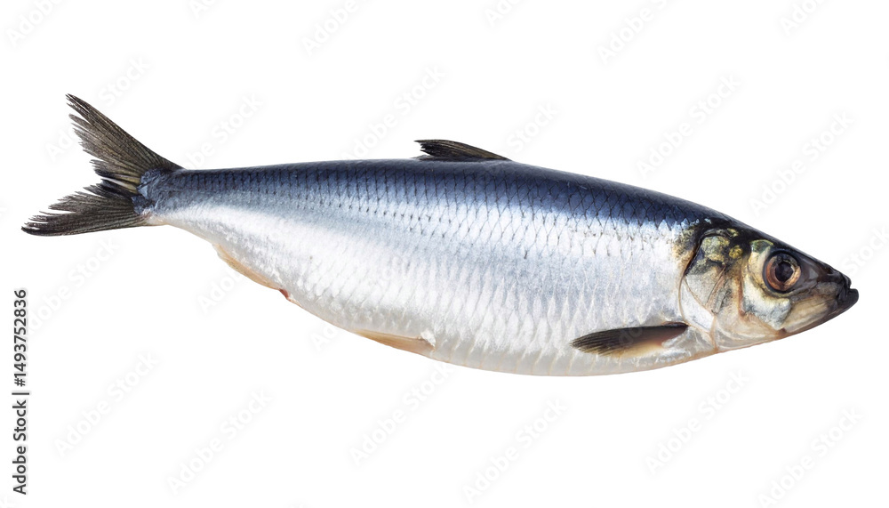 Fototapeta premium Herring