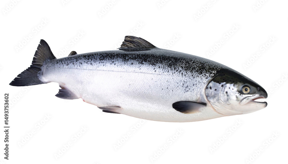 Naklejka premium Salmon