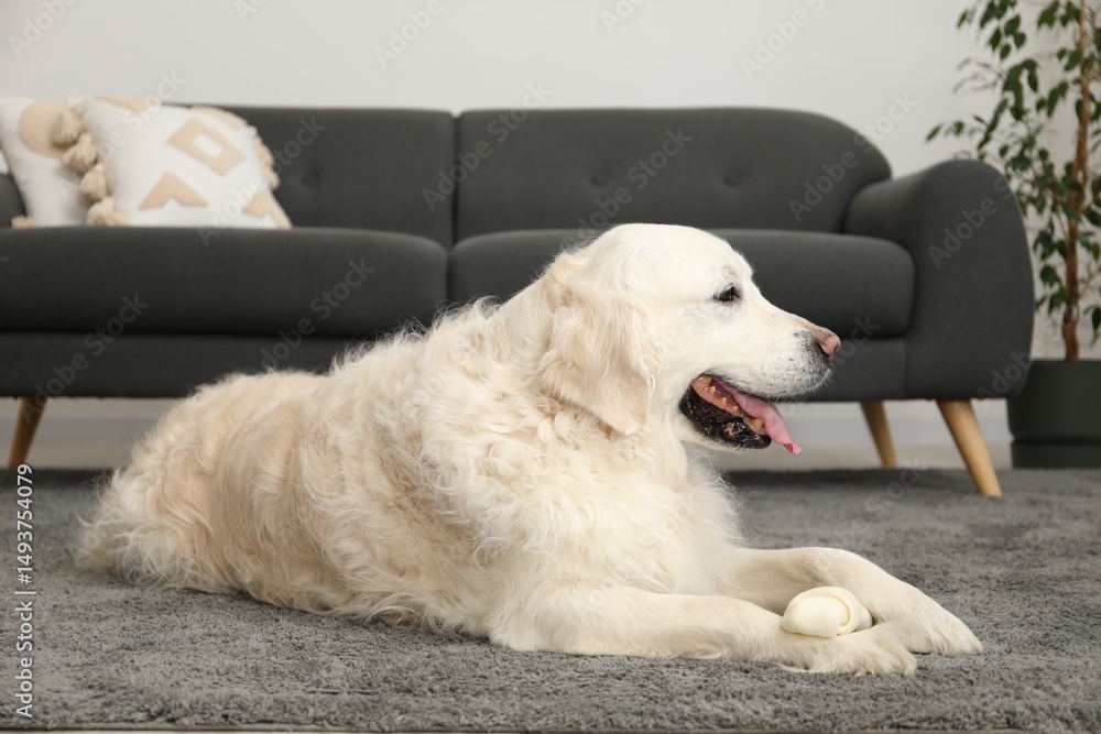 Cute dog with chew bone on floor at home Cute dog with chew bone on floor at home