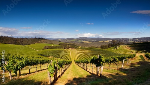 adelaide hills vineyard