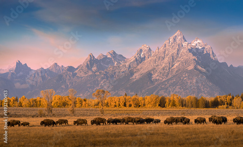 Bison Herd on Plain with Grand Tetons
