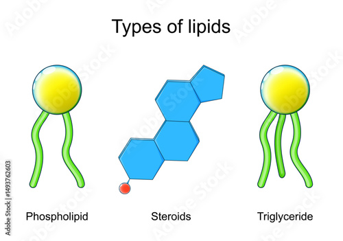 Types of lipids. Triglyceride, Steroids hormones and Phospholipid. Lipid structure.