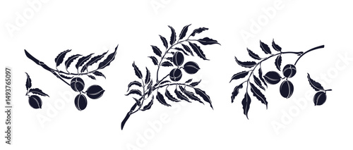 Pecan branch set. Raw nut, art imprint Vector sign